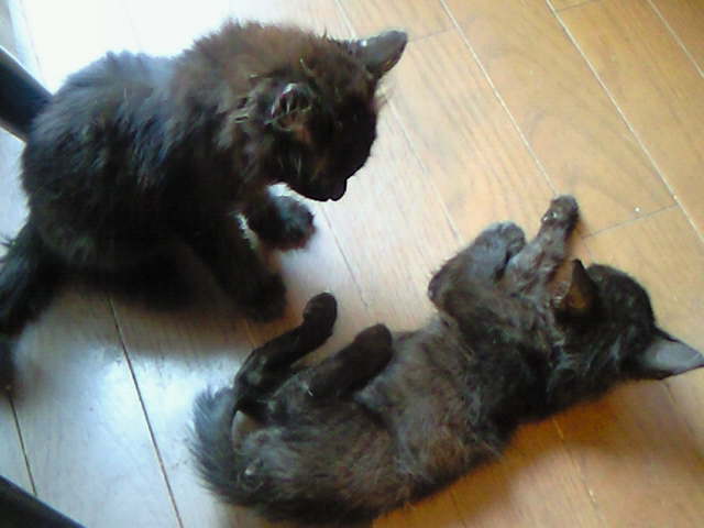 攻撃している方が里親さんが決まった仔猫です。 | 社長日記 | ネットプロンプト(NetPrompt)