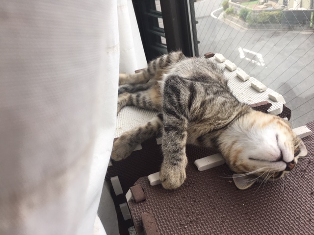由花子の策略