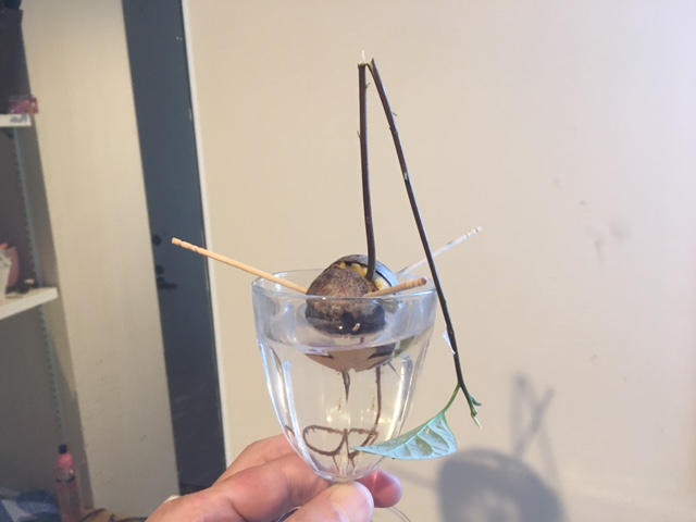 アボカドの悲劇