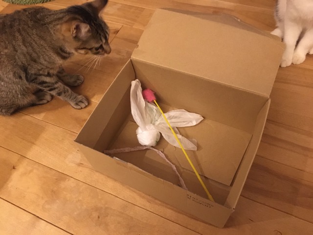 ニャンズの宝箱