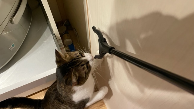 サルベージ捗らず