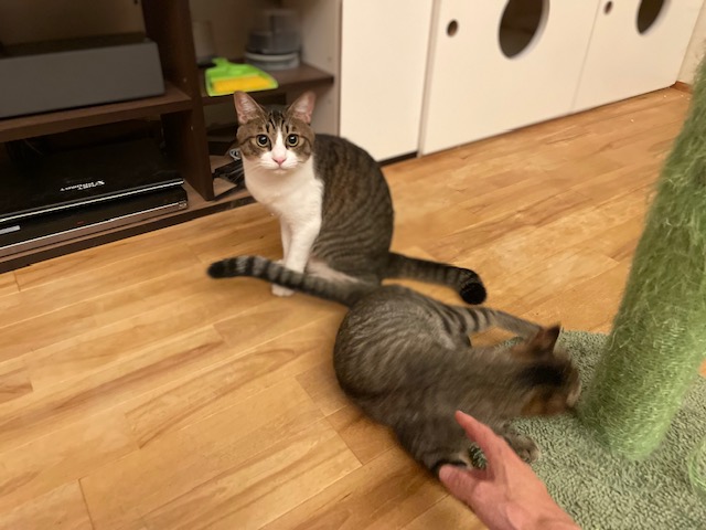 草食兄肉食妹
