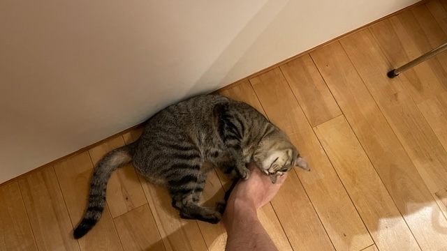 謎のモテ期