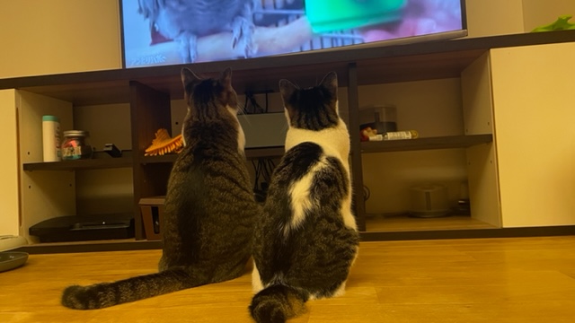 テレビ族