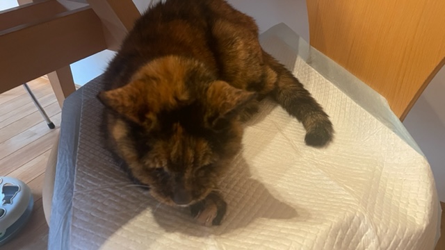 ピー婆ちゃんピンチ!