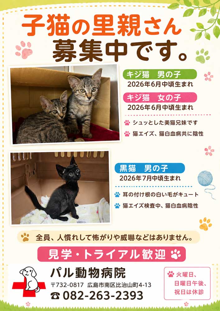 里親さん募集中です! | 社長日記 | ブログ | Web制作・SNS広告・経営コンサル|広島