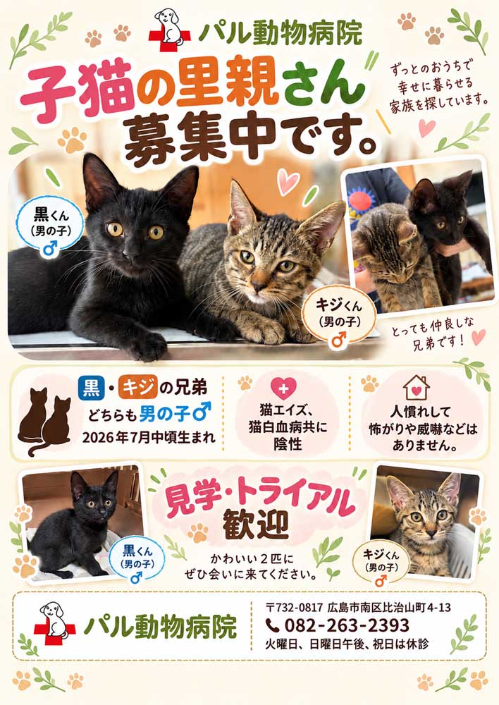 里親さん募集中です! | 社長日記 | ブログ | Web制作・SNS広告・経営コンサル|広島